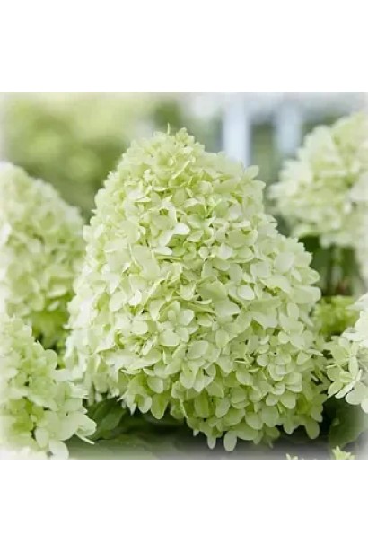 Компактная гортензия с белыми метелками сорта `Little Spooky`